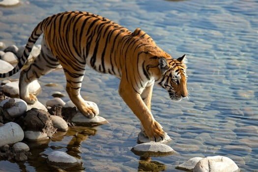 How 'Project Tiger' Rescued Indian Tigers