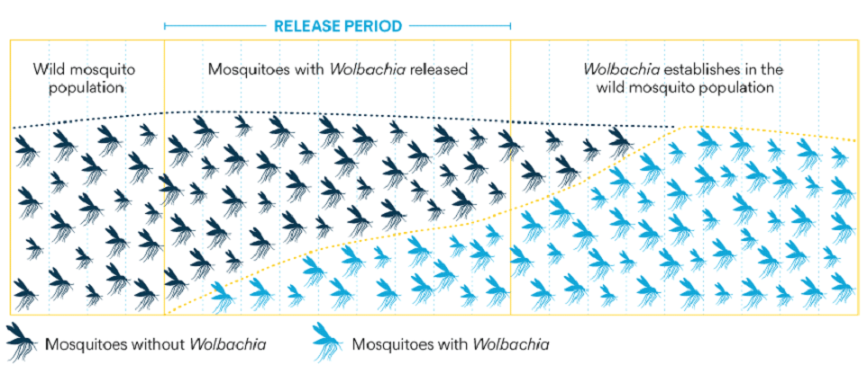 Wolbachia